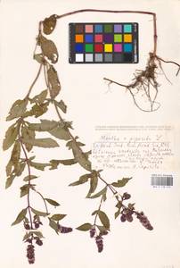 MHA 0 158 416, Mentha × piperita L., Eastern Europe, Latvia (E2b) (Latvia)