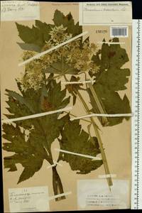 Heracleum dissectum Ledeb., Siberia, Western (Kazakhstan) Altai Mountains (S2a) (Kazakhstan)