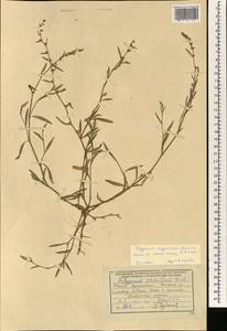 Polygonum argyrocoleum Steud. ex Kunze, South Asia, South Asia (Asia outside ex-Soviet states and Mongolia) (ASIA) (Afghanistan)