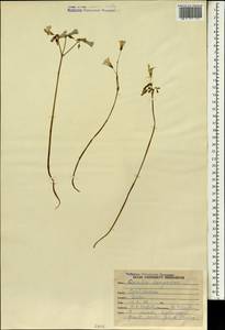 Oxalis debilis subsp. corymbosa (DC.) O. de Bolòs & J. Vigo, South Asia, South Asia (Asia outside ex-Soviet states and Mongolia) (ASIA) (India)