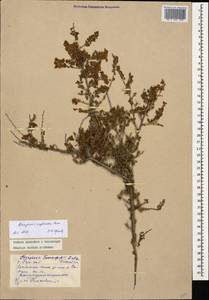 Atraphaxis replicata Lam., Caucasus, Dagestan (K2) (Russia)