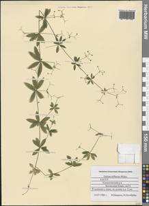 Galium triflorum Michx., Eastern Europe, Northern region (E1) (Russia)