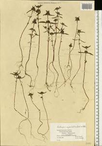 Galeopsis angustifolia Ehrh. ex Hoffm., Eastern Europe, North-Western region (E2) (Russia)