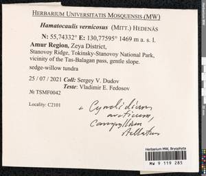 Hamatocaulis vernicosus (Mitt.) Hedenäs, Bryophytes, Bryophytes - Russian Far East (excl. Chukotka & Kamchatka) (B20) (Russia)