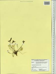 Oxytropis tichomirovii Jurtzev, Siberia, Central Siberia (S3) (Russia)
