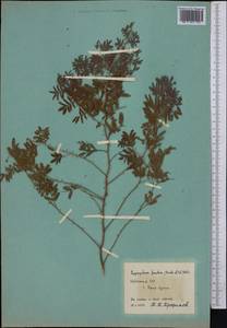 Prosopis farcta (Banks & Sol.)J.F.Macbr., Middle Asia, Pamir & Pamiro-Alai (M2) (Uzbekistan)