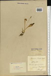 Liparis loeselii (L.) Rich., Eastern Europe, Eastern region (E10) (Russia)