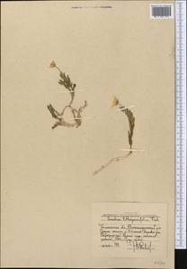 Cerastium lithospermifolium Fisch., Middle Asia, Western Tian Shan & Karatau (M3) (Uzbekistan)