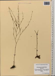 Limoniopsis owerinii (Boiss.) Lincz., Caucasus, Dagestan (K2) (Russia)