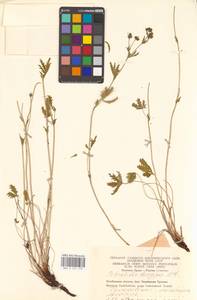 Potentilla longipes Ledeb., Eastern Europe, Eastern region (E10) (Russia)