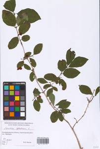 Lonicera xylosteum L., Eastern Europe, North-Western region (E2) (Russia)