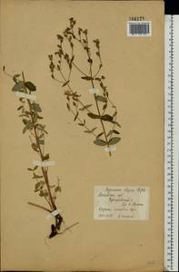 Hypericum elegans Steph. ex Willd., Eastern Europe, Moscow region (E4a) (Russia)