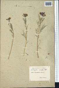 Astragalus cornutus Pall., Middle Asia, Muyunkumy, Balkhash & Betpak-Dala (M9) (Kazakhstan)