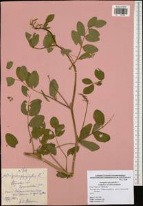 Astragalus glycyphyllos L., Eastern Europe, Central region (E4) (Russia)