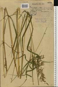 Calamagrostis purpurea (Trin.) Trin., Eastern Europe, Moscow region (E4a) (Russia)