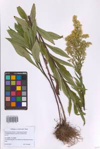 Solidago × niederederi Khek, Eastern Europe, Moscow region (E4a) (Russia)