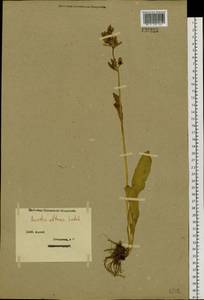 Swertia obtusa Ledeb., Siberia, Western (Kazakhstan) Altai Mountains (S2a) (Kazakhstan)