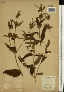 Phlomis herba-venti subsp. pungens (Willd.) Maire ex DeFilipps, Eastern Europe, Lower Volga region (E9) (Russia)