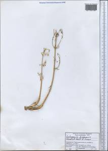 Galagania ferganensis (Korovin) M. G. Vassiljeva & Pimenov, Middle Asia, Pamir & Pamiro-Alai (M2) (Tajikistan)