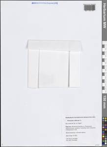 Heracleum sphondylium subsp. sibiricum (L.) Simonk., Eastern Europe, Northern region (E1) (Russia)