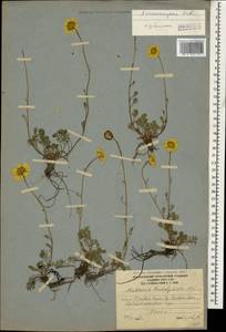 Archanthemis marschalliana subsp. sosnovskyana (Fed.) Lo Presti & Oberpr., Caucasus, South Ossetia (K4b) (South Ossetia)