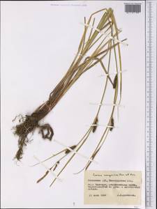 Carex songorica Kar. & Kir., Middle Asia, Northern & Central Kazakhstan (M10) (Kazakhstan)