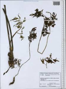 Anthriscus sylvestris subsp. sylvestris, Siberia, Western Siberia (S1) (Russia)