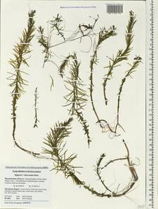 Hippuris ×lanceolata Retz., Eastern Europe, Northern region (E1) (Russia)