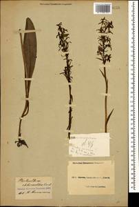 Platanthera chlorantha (Custer) Rchb., Caucasus, Black Sea Shore (from Novorossiysk to Adler) (K3) (Russia)
