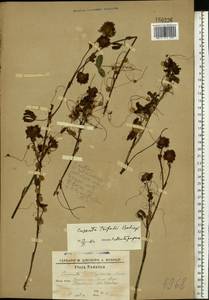 Cuscuta epithymum (L.) L., Eastern Europe, South Ukrainian region (E12) (Ukraine)