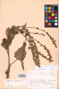 MHA 0 158 868, Verbascum chaixii Vill., Eastern Europe, Lower Volga region (E9) (Russia)