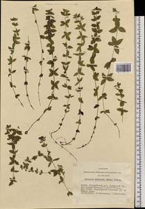 Cruciata glabra subsp. krylovii (Iljin) E.G.Naumova, Siberia, Altai & Sayany Mountains (S2) (Russia)