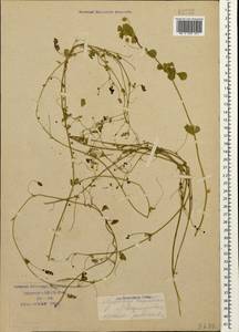 Medicago lupulina L., Caucasus, Krasnodar Krai & Adygea (K1a) (Russia)