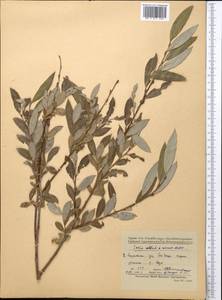 Salix alba L., Middle Asia, Kopet Dag, Badkhyz, Small & Great Balkhan (M1) (Turkmenistan)