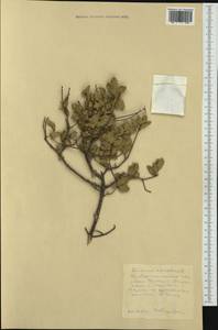 Quercus coccifera L., Western Europe (EUR) (France)