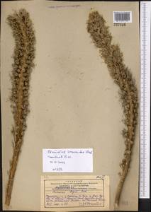 Eremurus zenaidae Vved., Middle Asia, Western Tian Shan & Karatau (M3) (Kazakhstan)