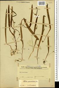 Allium paradoxum (M.Bieb.) G.Don, Caucasus, Azerbaijan (K6) (Azerbaijan)