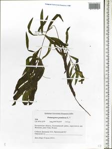 Potamogeton gramineus L., Eastern Europe, Central forest region (E5) (Russia)