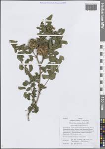 Glycyrrhiza uralensis Fisch. ex DC., Middle Asia, Pamir & Pamiro-Alai (M2) (Tajikistan)