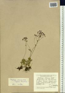 Micranthes calycina (Sternb.) Gornall & H.Ohba, Siberia, Chukotka & Kamchatka (S7) (Russia)