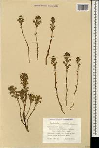 Phelipanche ramosa (L.) Pomel, Caucasus, Black Sea Shore (from Novorossiysk to Adler) (K3) (Russia)