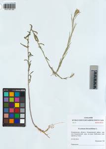 KUZ 005 300, Erysimum odoratum Ehrh., Siberia, Altai & Sayany Mountains (S2) (Russia)