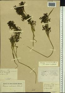 Scirpus orientalis Ohwi, Siberia, Altai & Sayany Mountains (S2) (Russia)