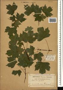 Acer campestre L., Caucasus, Georgia (K4) (Georgia)