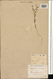 Linum trigynum L., Caucasus, Georgia (K4) (Georgia)