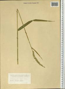 Phalaris arundinacea L., Siberia, Western Siberia (S1) (Russia)