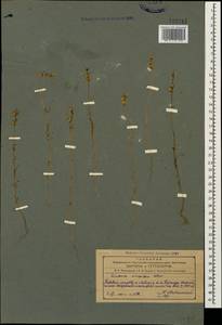 Linaria simplex (Willd.) DC., Caucasus, Azerbaijan (K6) (Azerbaijan)