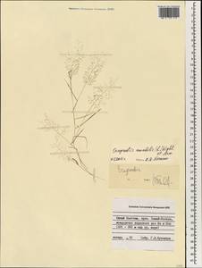 Eragrostis amabilis (L.) Wight & Arn., South Asia, South Asia (Asia outside ex-Soviet states and Mongolia) (ASIA) (Vietnam)