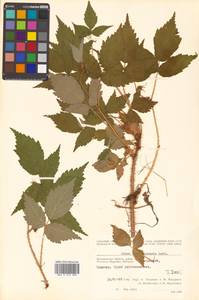 Rubus idaeus subsp. melanolasius Focke, Siberia, Chukotka & Kamchatka (S7) (Russia)