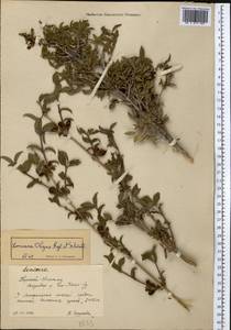 Lonicera olgae Regel & Schmalh., Middle Asia, Northern & Central Tian Shan (M4) (Kyrgyzstan)